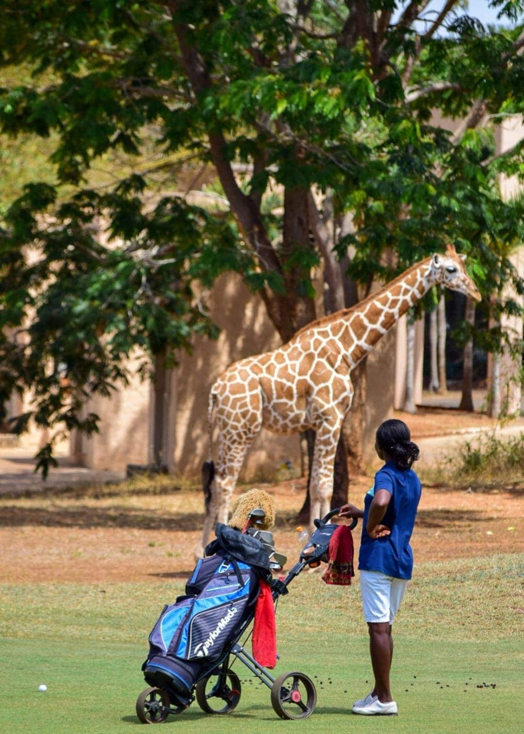 Image accompanying Sponsor Spotlight: Chatting with Far about Golf & Safari!